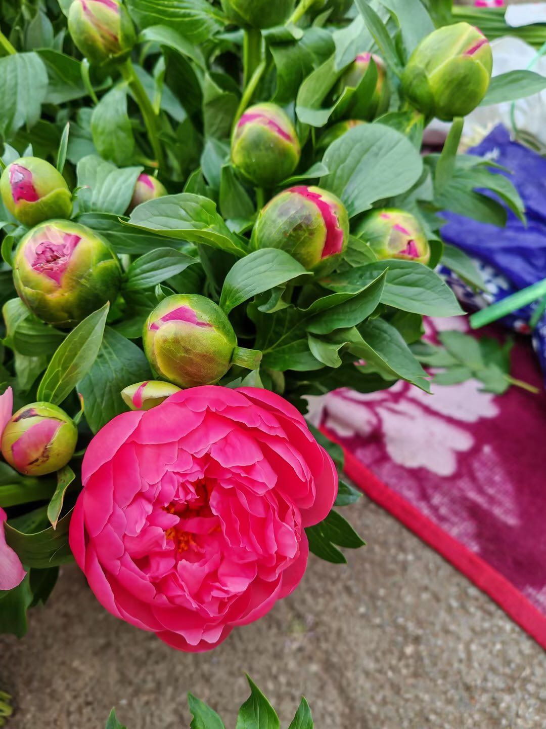 徐峰品牌货源云南昆明鲜花基地玫瑰百合等鲜切花