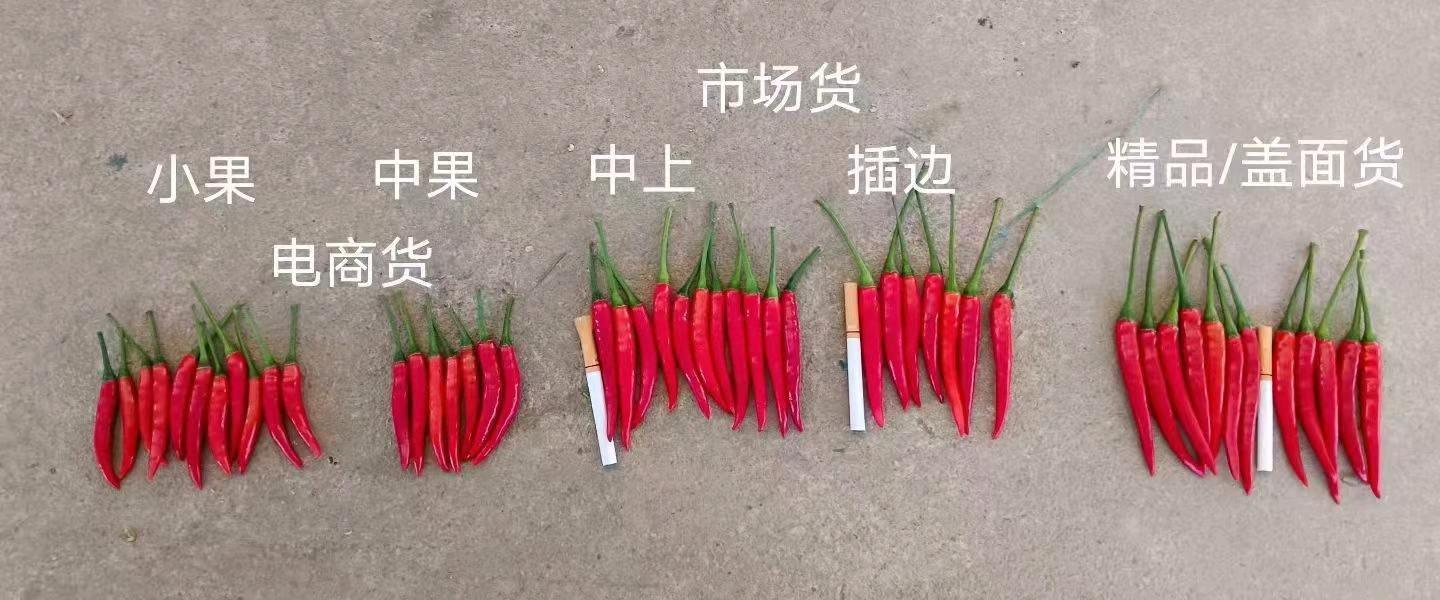 马海涛其他供需代收无筋豆小米椒水果玉米专业验货