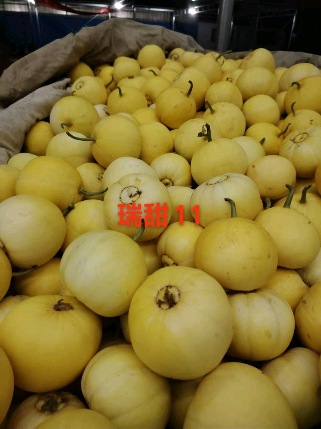 苏先生品牌货源新乐甜瓜大量上市，寻求采购商前来采购，另外寻求水果批发群，可以合作