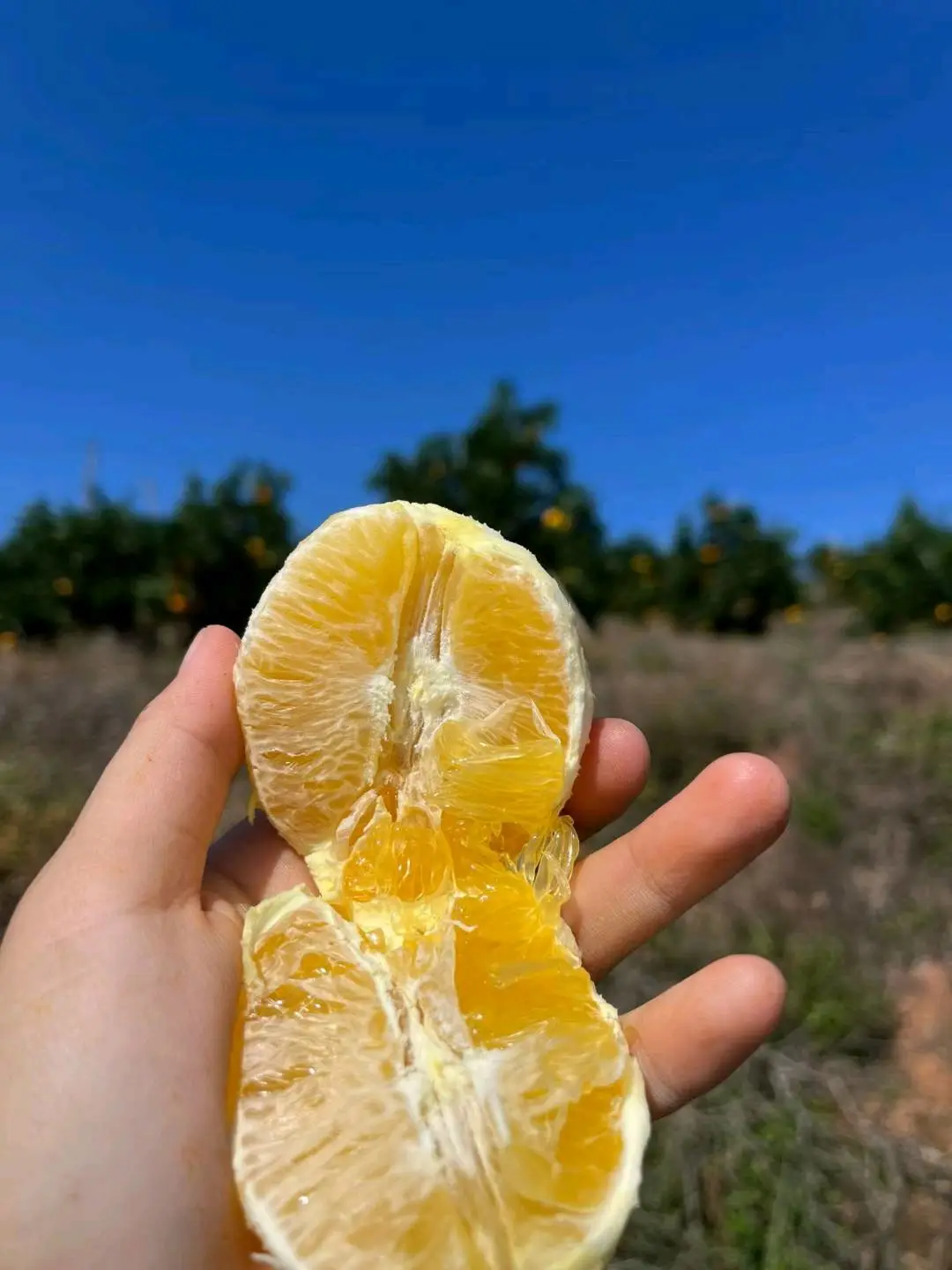 黎欢品牌货源赣南信丰脐橙