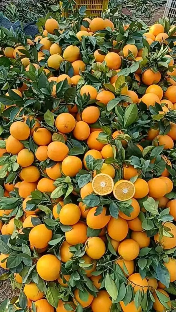 陈海峰找合伙人招赣南脐橙代理