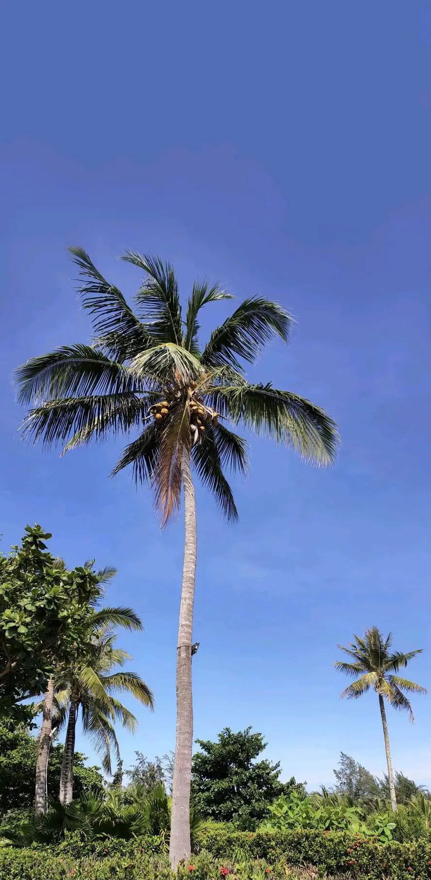 u客直谈实名认证吕海龙