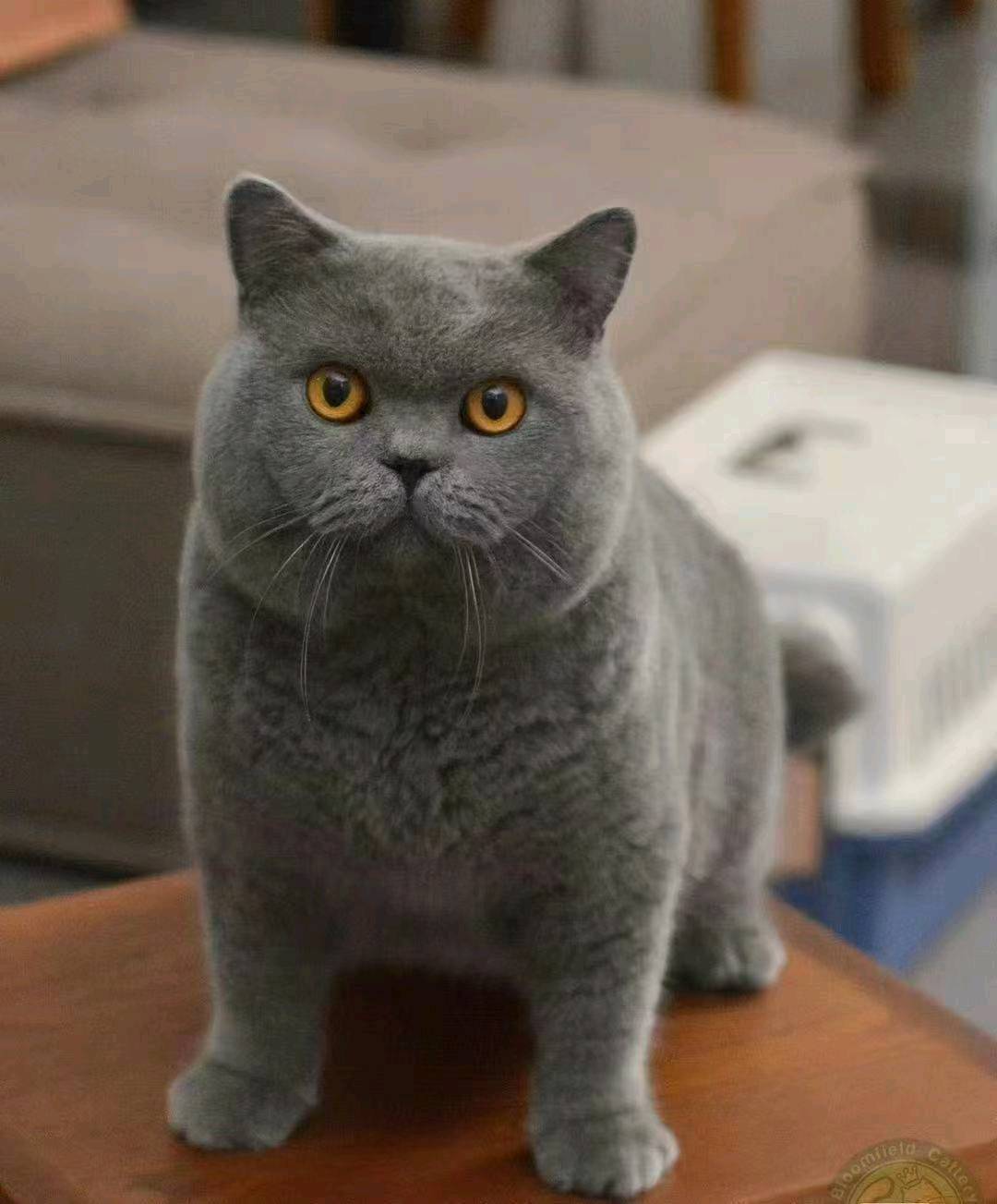 石飞其他供需寻找羊毛毡 宠物还原 手工艺人