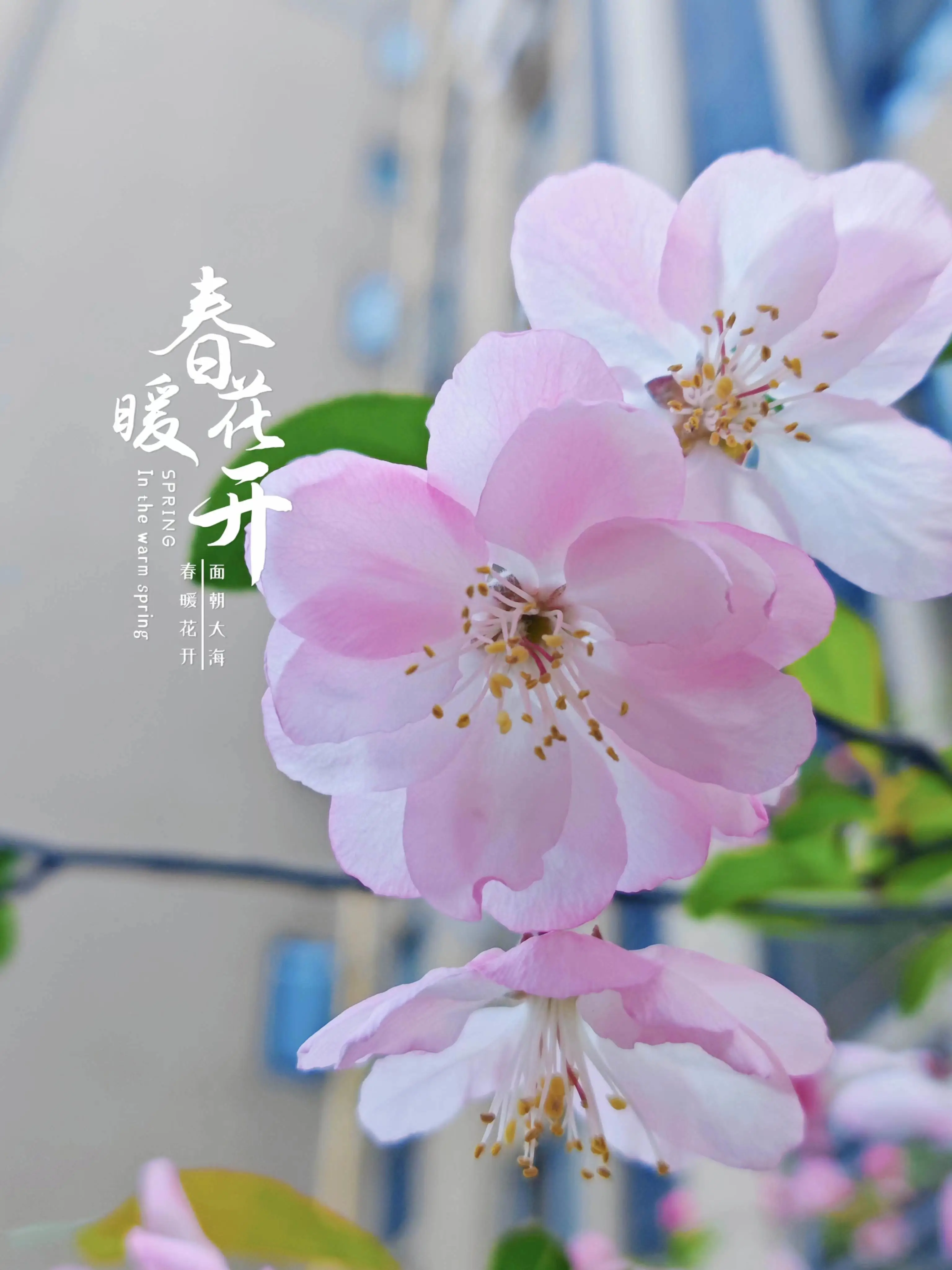 王先生现有品牌货源:立白洗衣凝珠、阿道夫洗发水,红玫瑰液体皂等寻合作!