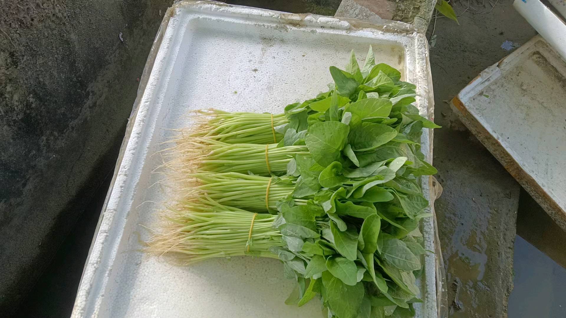 覃玉欢品牌货源自家从事农业，提供蔬菜！