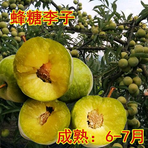 杜忠玉蜂糖李苗批发