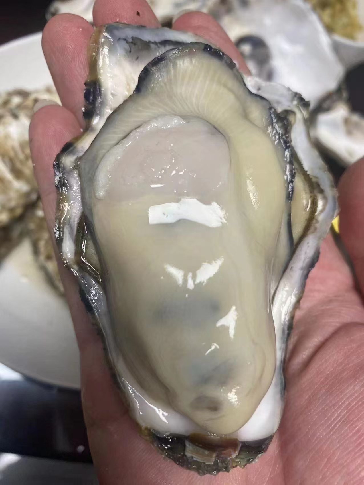 于晓阳品牌货源乳山牡蛎，生蚝，源头厂家，原产地直发，寻求全国各地区合作伙伴