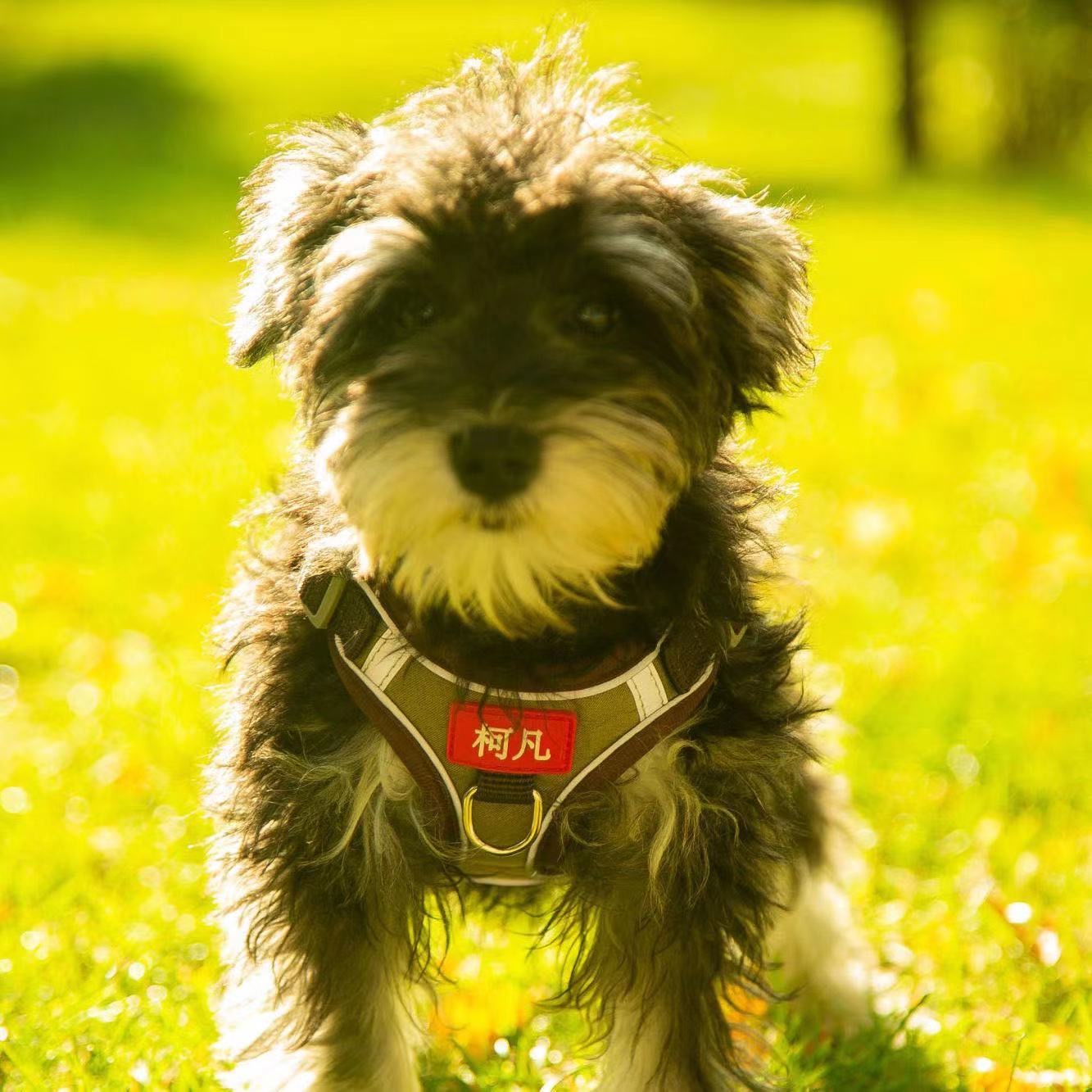 韩彦辉品牌货源品牌宠物用品