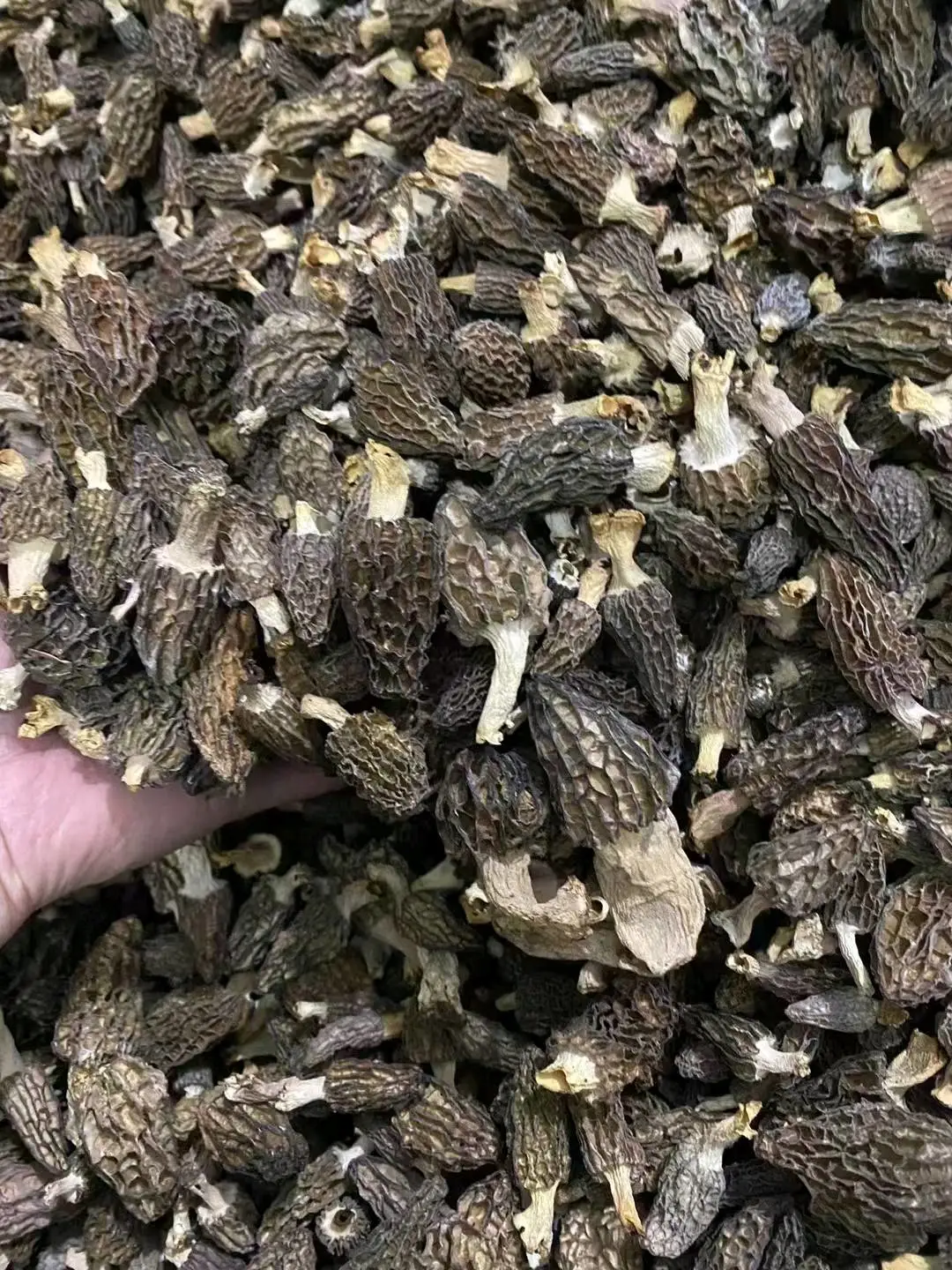 永玖尕让加措品牌货源