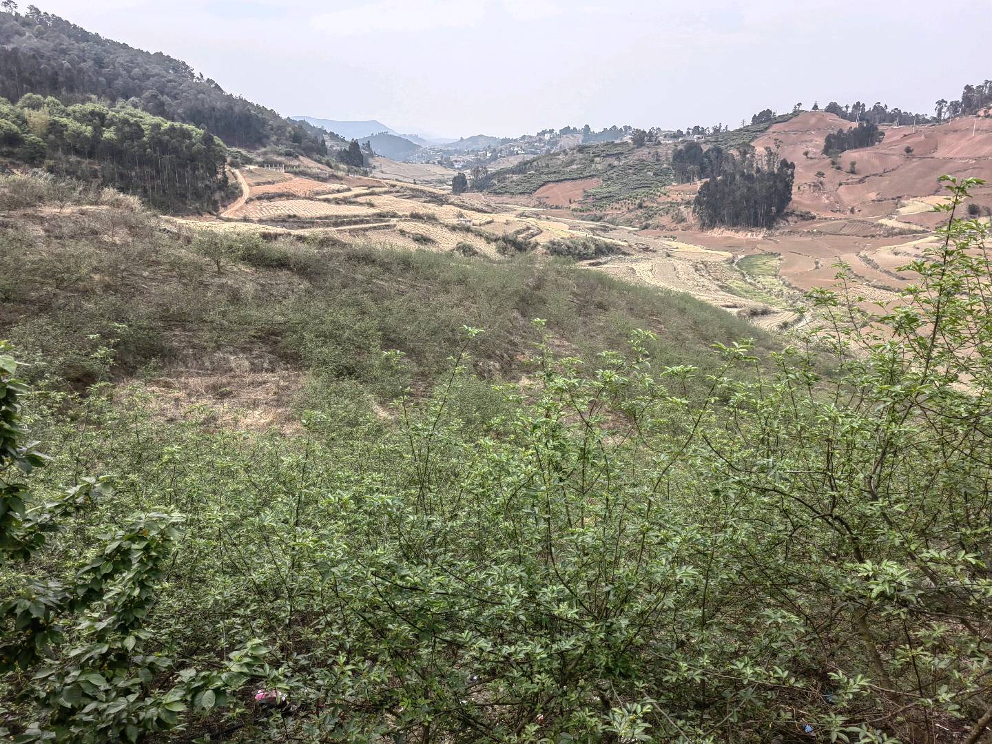 徐先生花椒种植基地货源，可长期给全昆明市供货