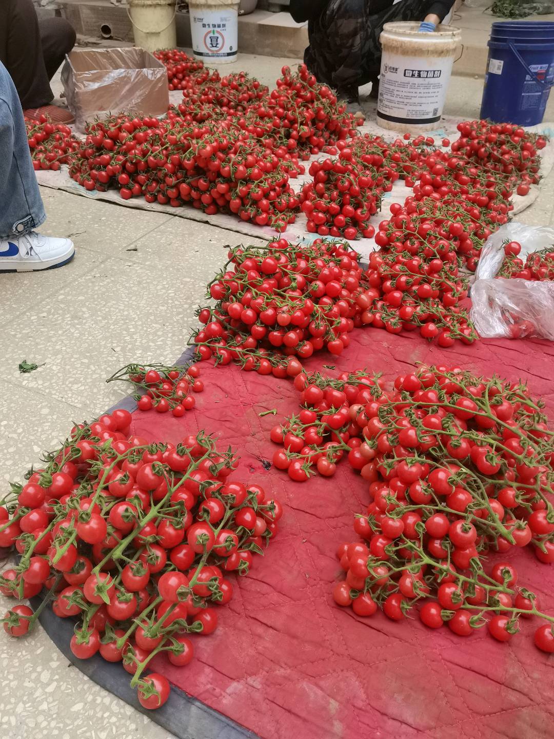 柴卫东山西运城大量蔬菜资源，串串西红柿，*，普罗旺斯，黄瓜，乳瓜，西葫芦等