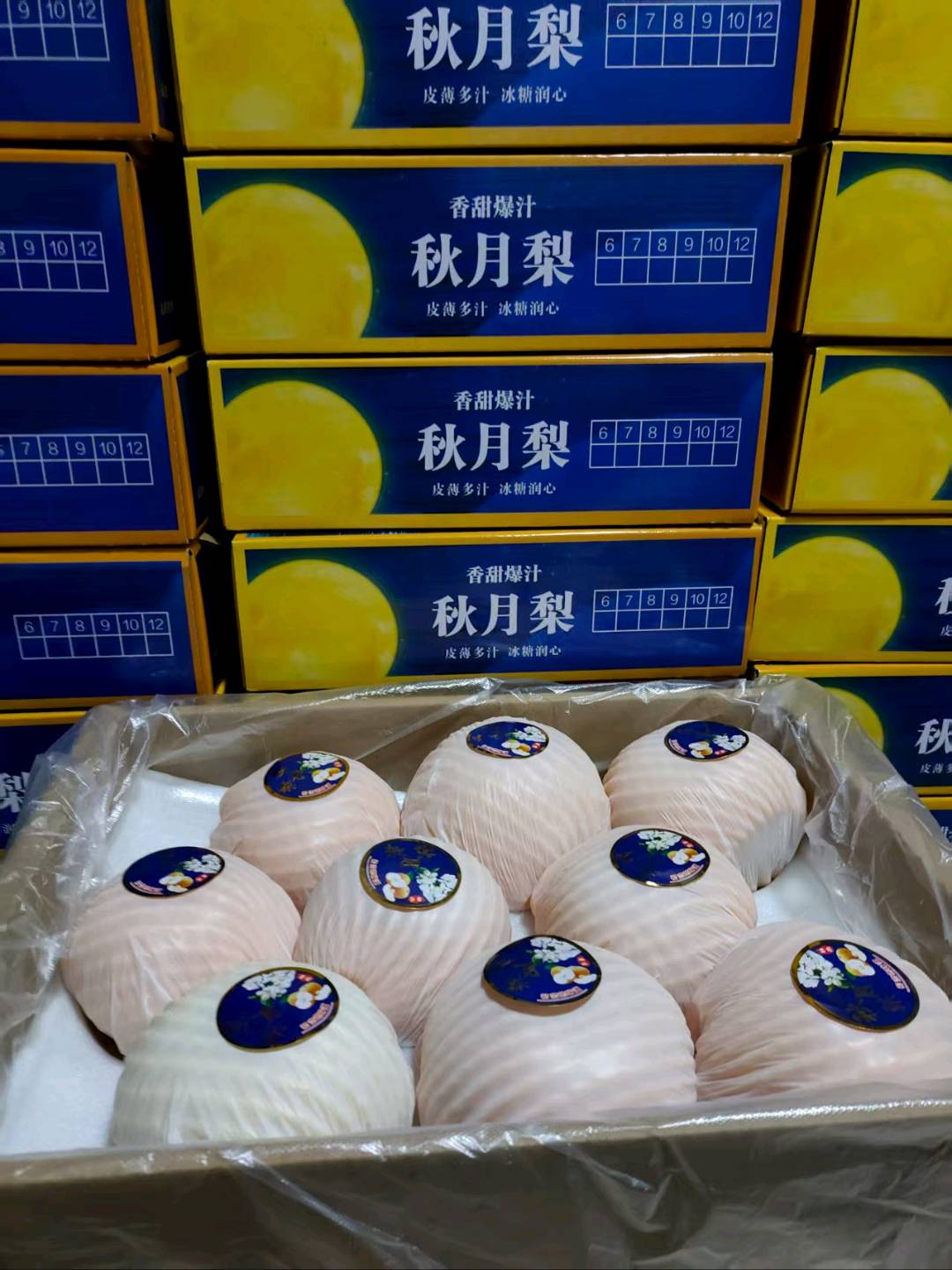鞠先生品牌货源
