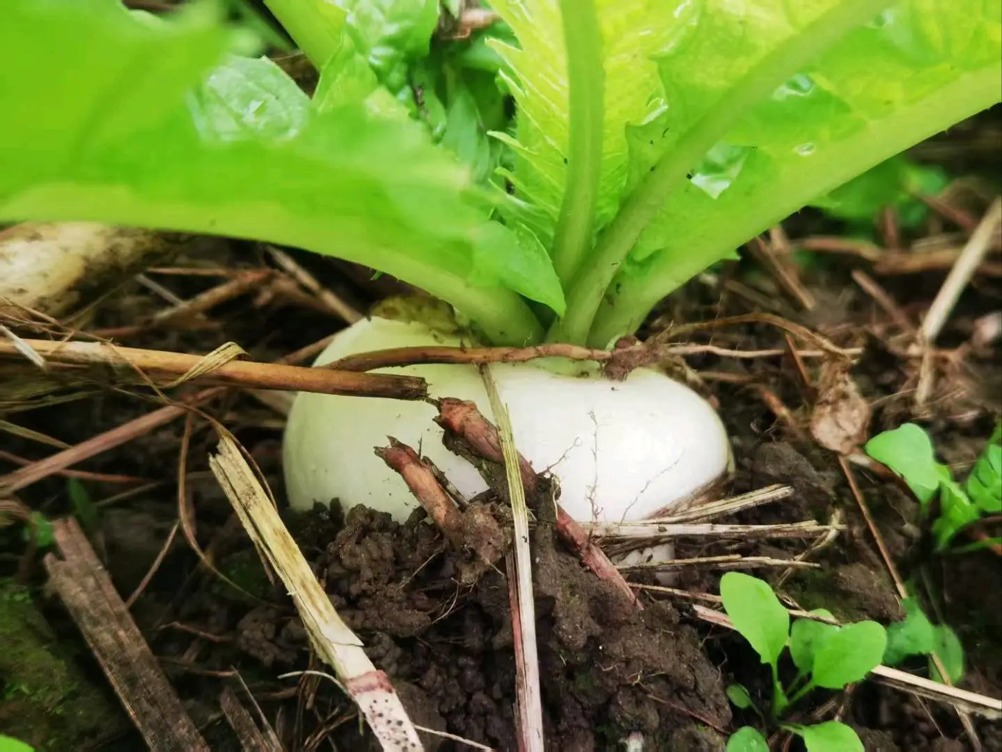 胡应学品牌货源