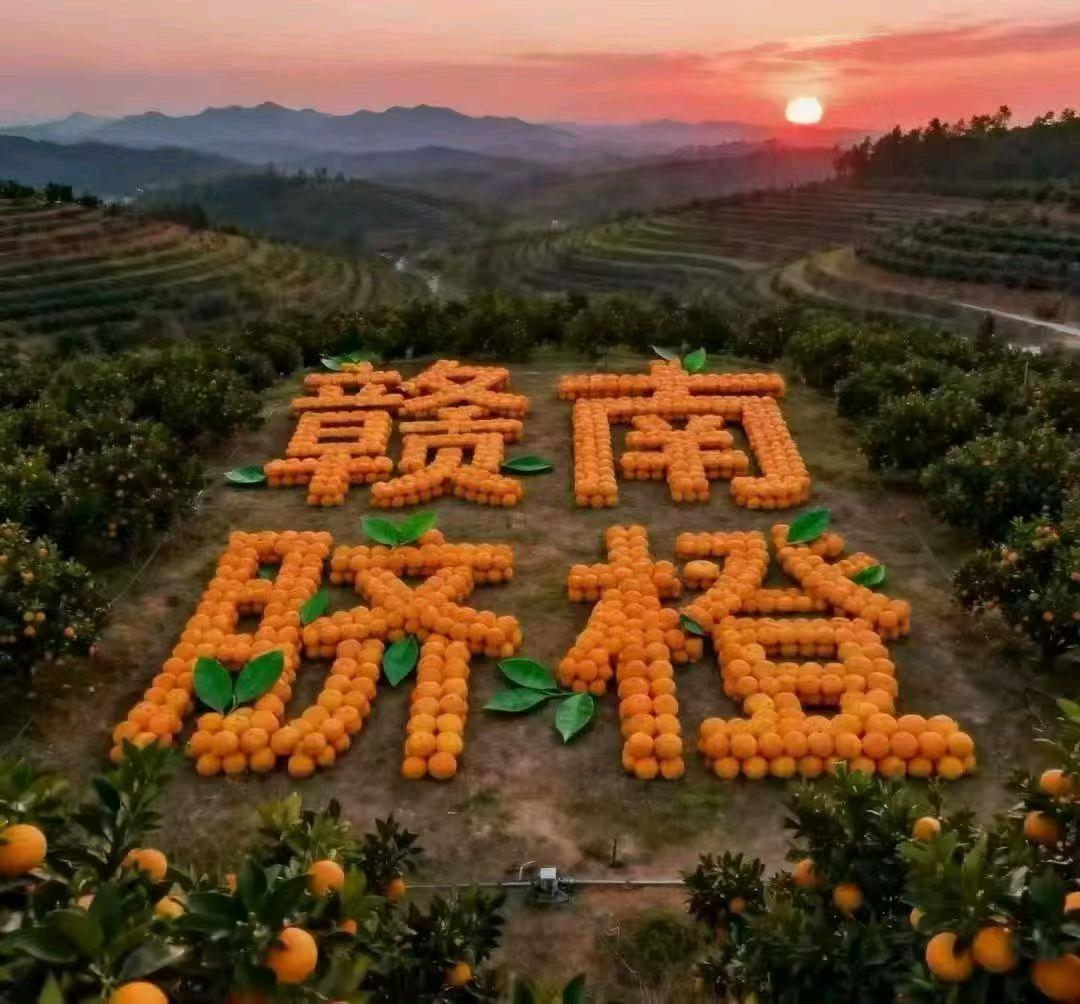 谢春华赣南脐橙