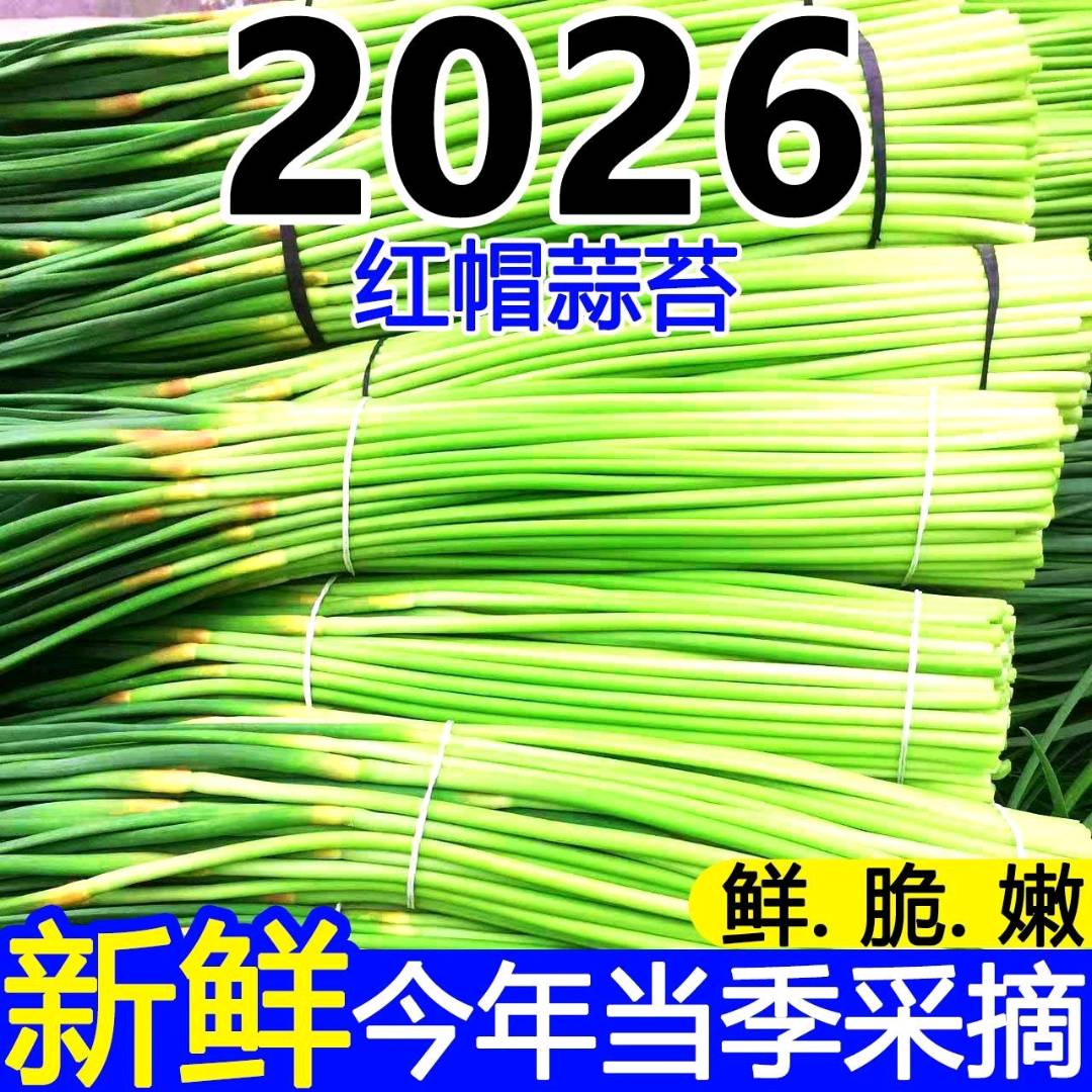 裴文杰怀甄生鲜品牌源头产地直发优质头茬鲜嫩红帽蒜台批发