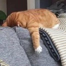 黄先生