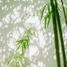 孙强禄