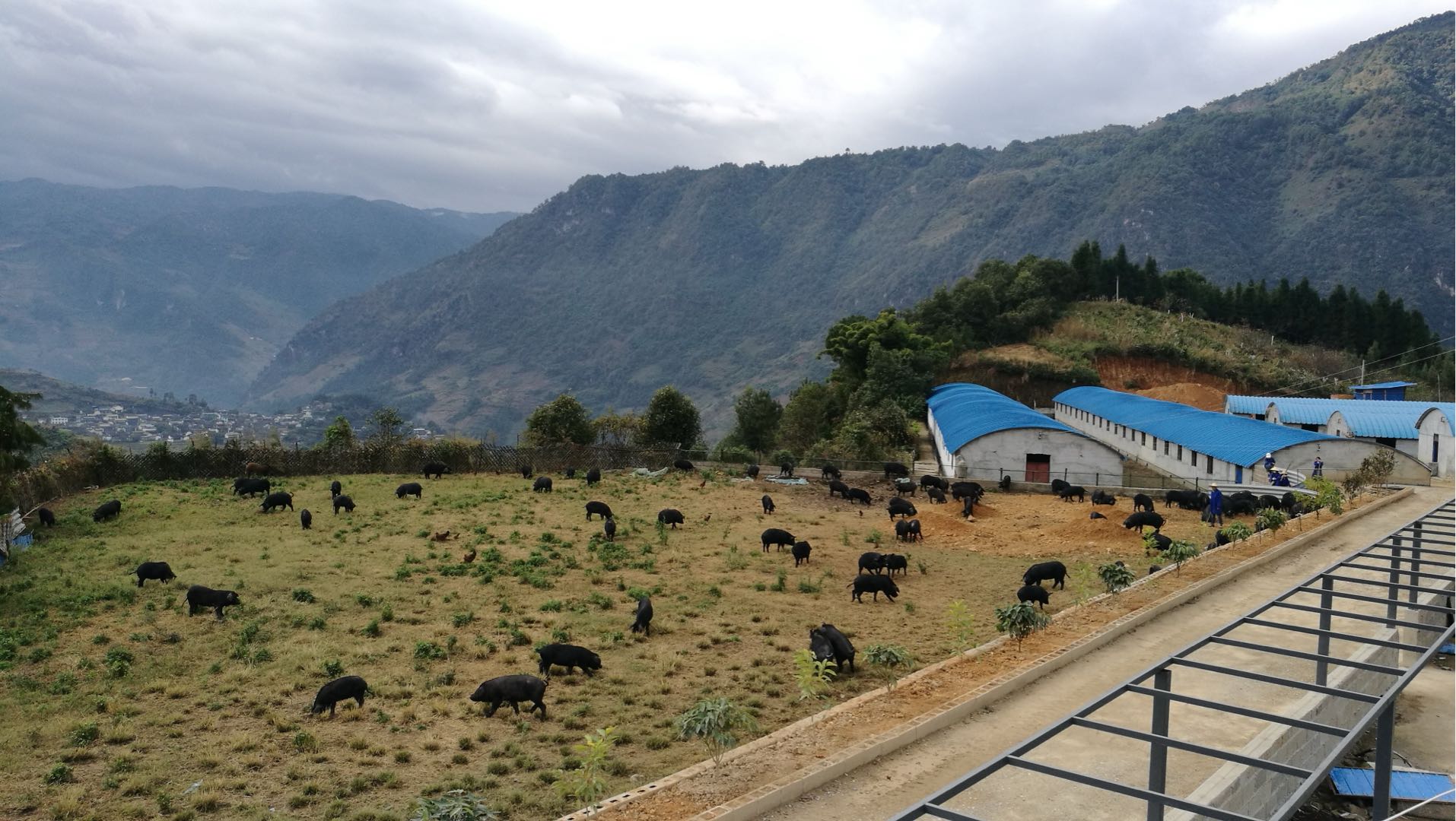 罗俊奇品牌货源云南跑山散养黑猪，全城寻经销商/合伙人/直播渠道 共赢高端肉品