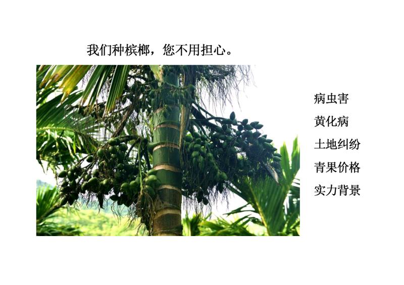 朱见波寻找共同种槟榔树的地主朋友