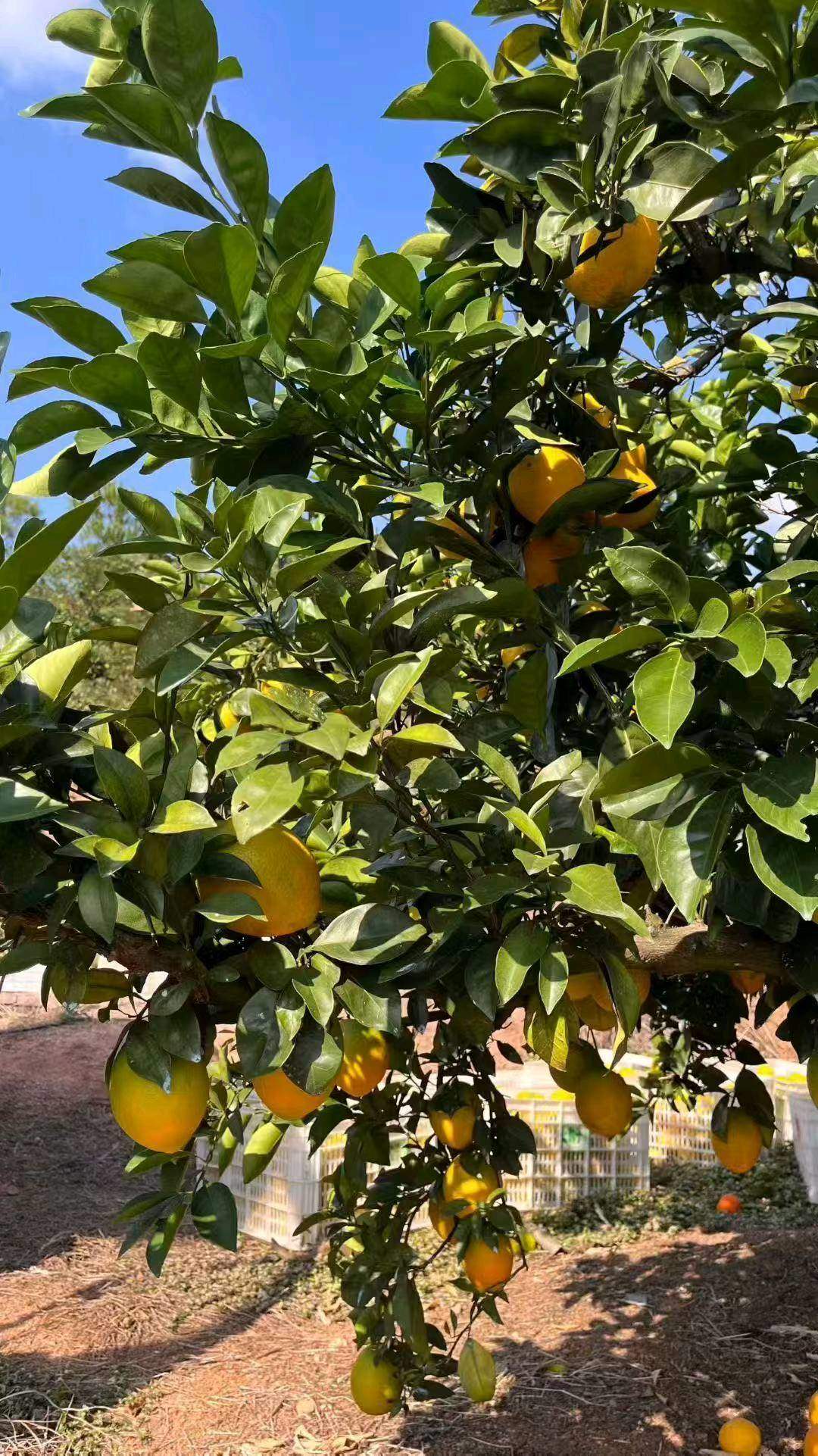 王先生品牌货源现采现发！赣南脐橙诚招合作伙伴，一件代发+批量集采，零门槛，无囤货