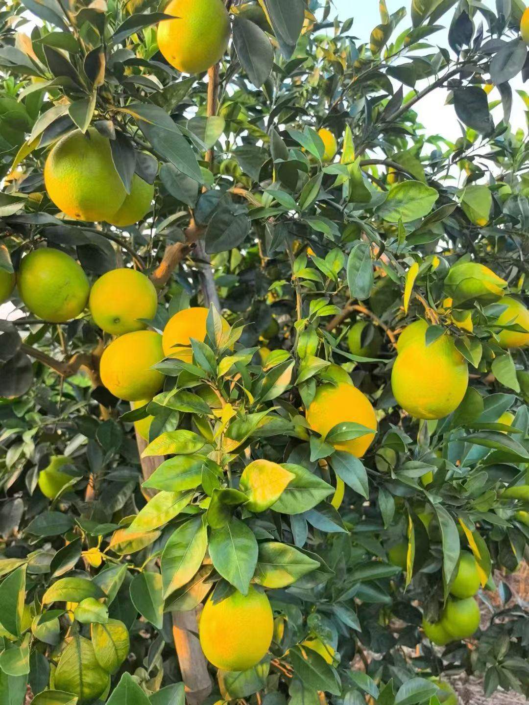 廖世桂携手黄金果，共赢财富路，诚征赣南脐橙实力代理商