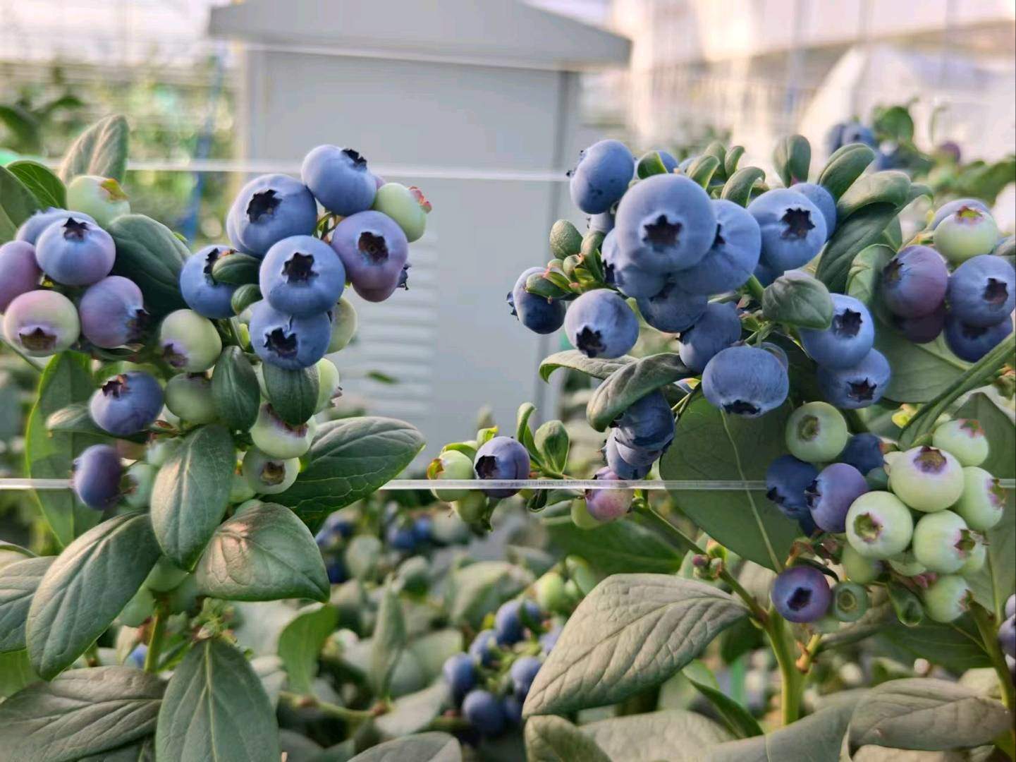 李铭伟找合伙人蓝莓种植项目
