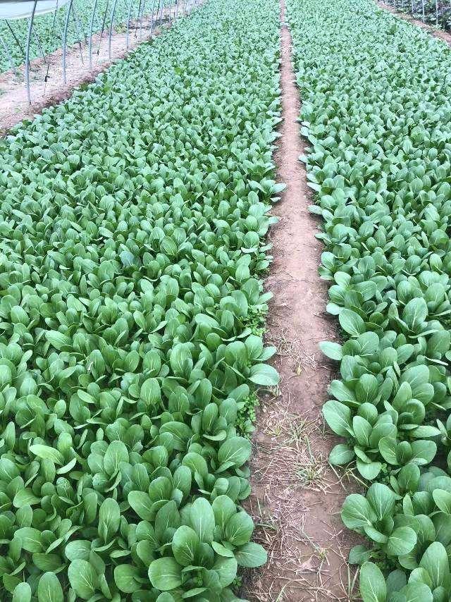 马先生蔬菜直供
