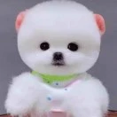 李先生头像