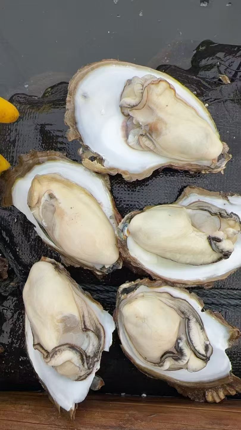 禤大源品牌货源