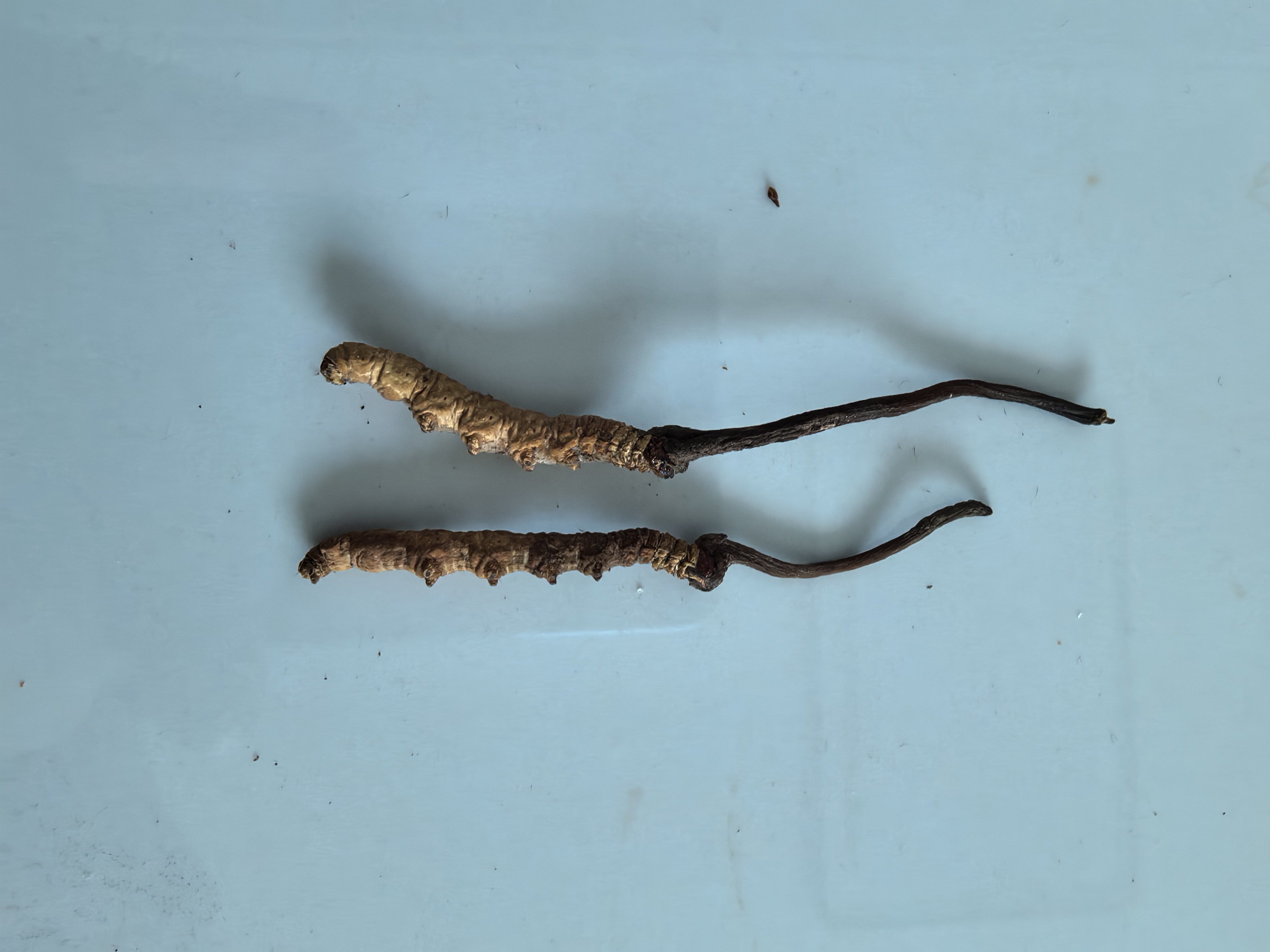 陈强诚寻直播带货合作方，提供纯正山货冬虫夏草，支持按单结算无押金