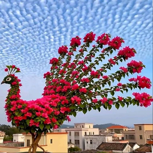 赵先生