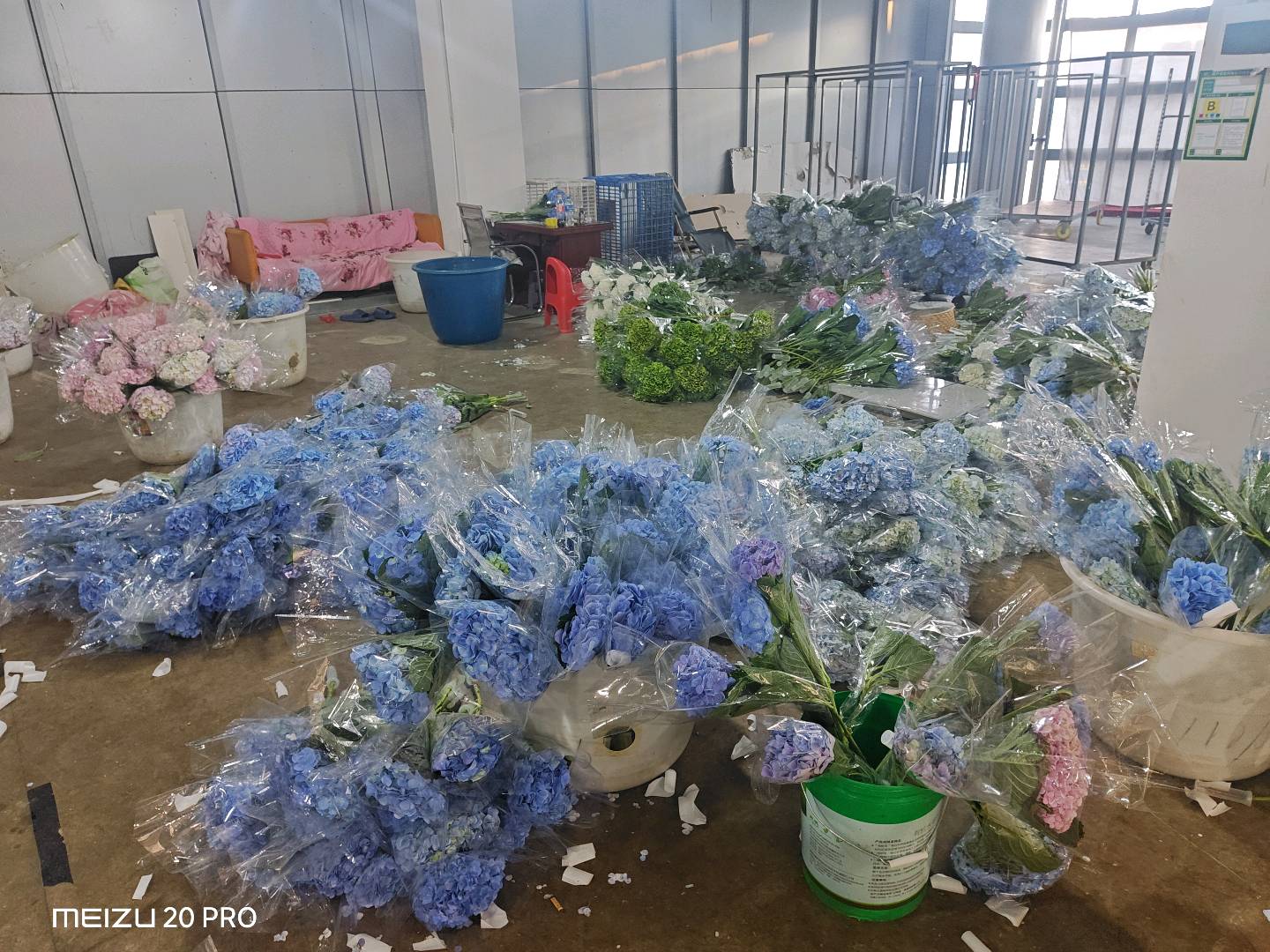 唐云嵩斗南绣球鲜切花 源头供货全国供货