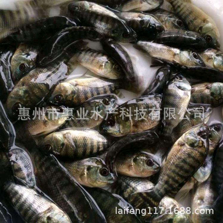 赖先生找合伙人供应大量淡水鱼苗