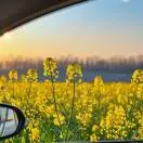 杨女士