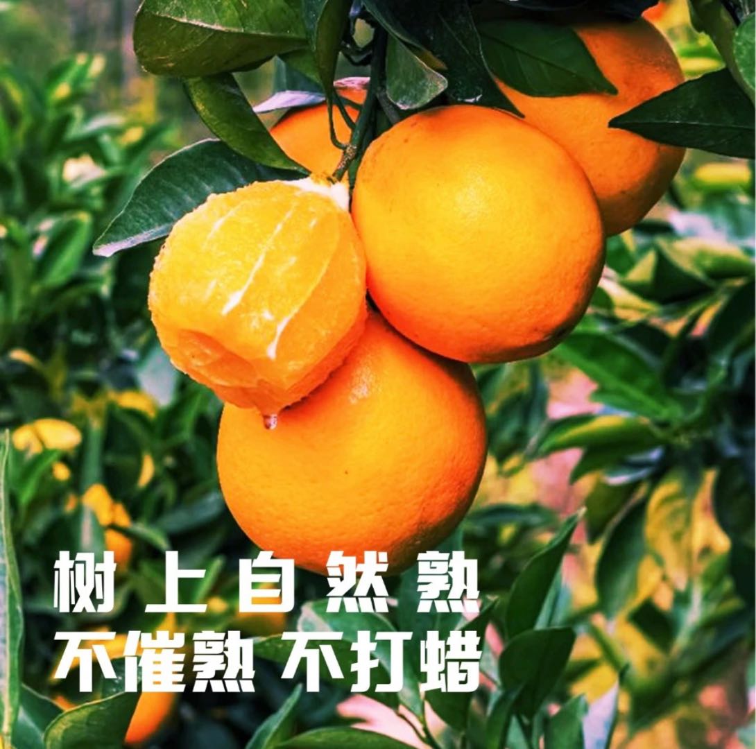 赖敏提供脐橙货源 寻找线上代理客源
