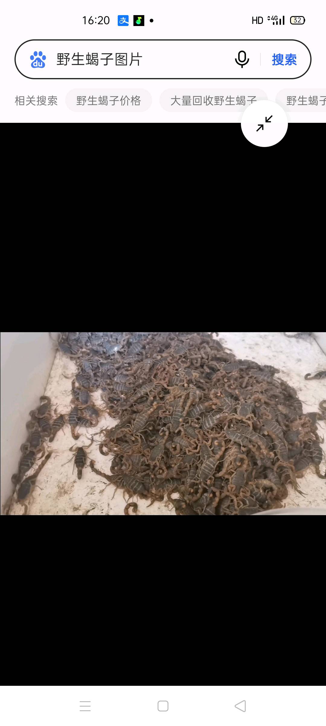 哈先生品牌货源YS蝎子找上级收购商