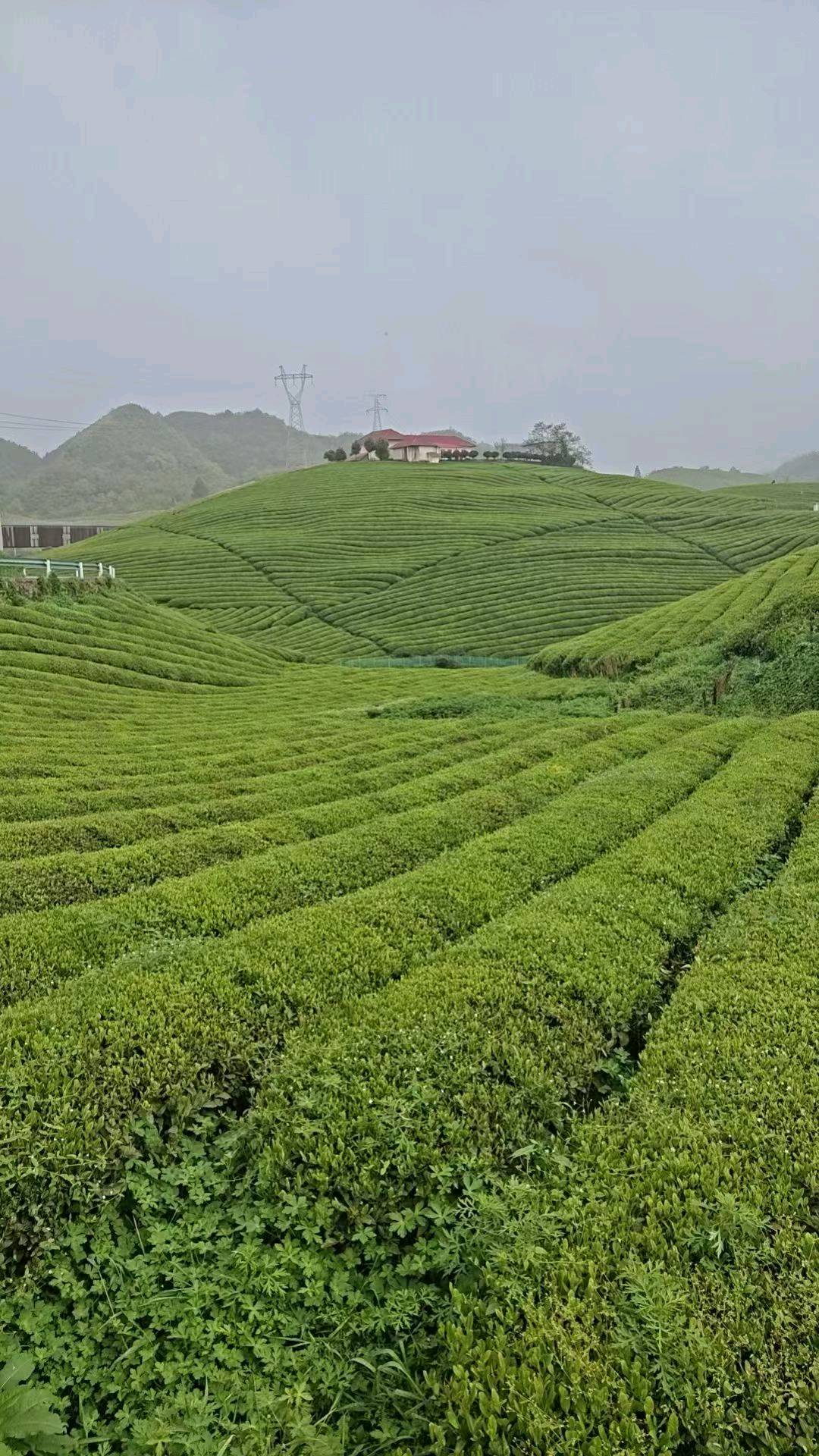 李先生品牌货源寻求茶叶销售合作：提供红茶绿茶，一手厂家茶园直供