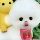 张祚萌