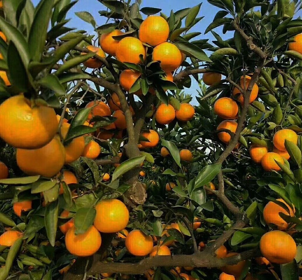 付文品牌货源石门柑橘一件代发，寻找抖音、电商、私域流量