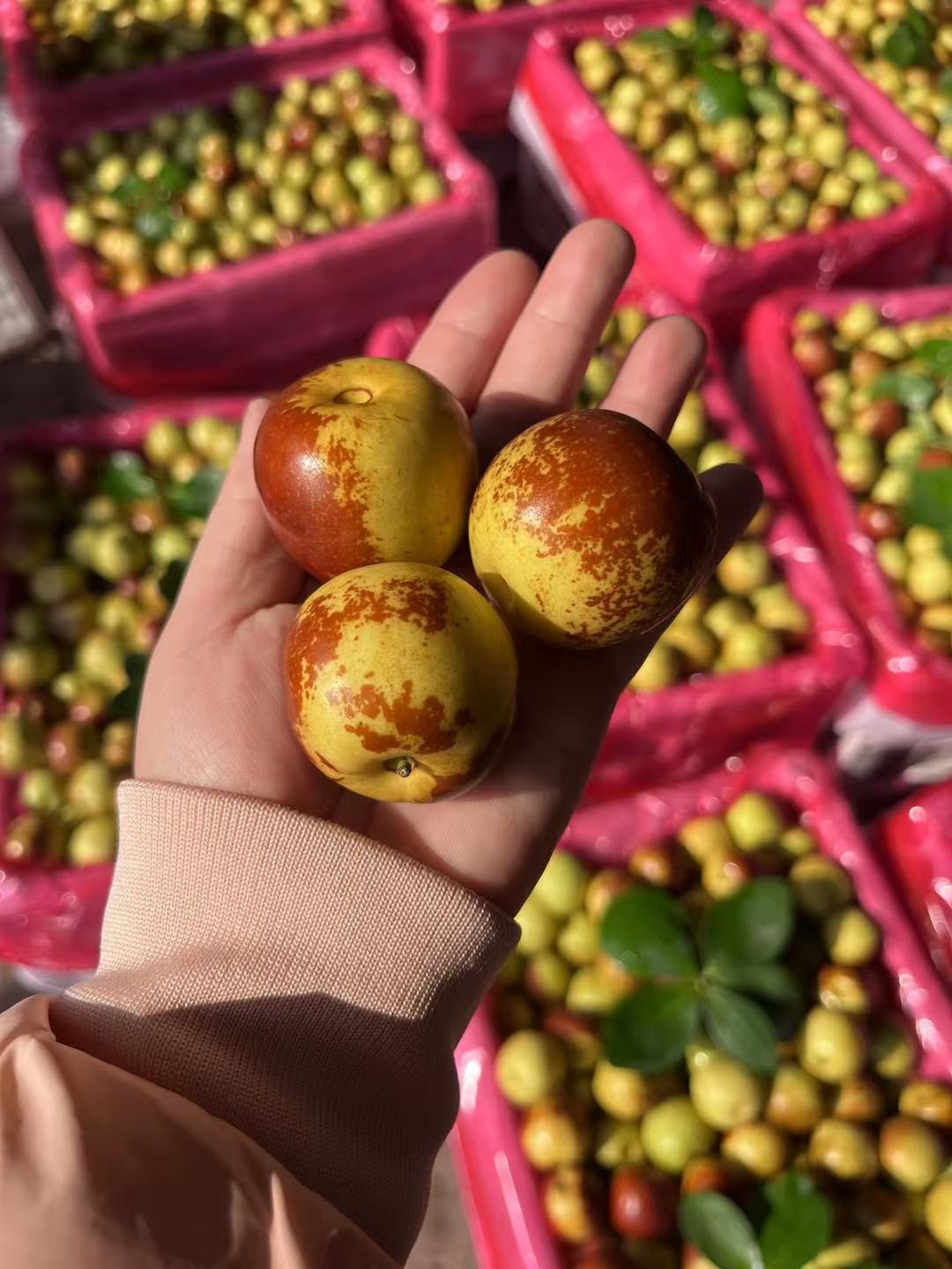 娄先生品牌货源提供沾化冬枣货源，寻带货帮卖，一件代发