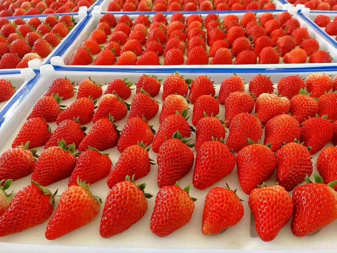 米吉勇品牌货源丹东九九草莓产地一件代发