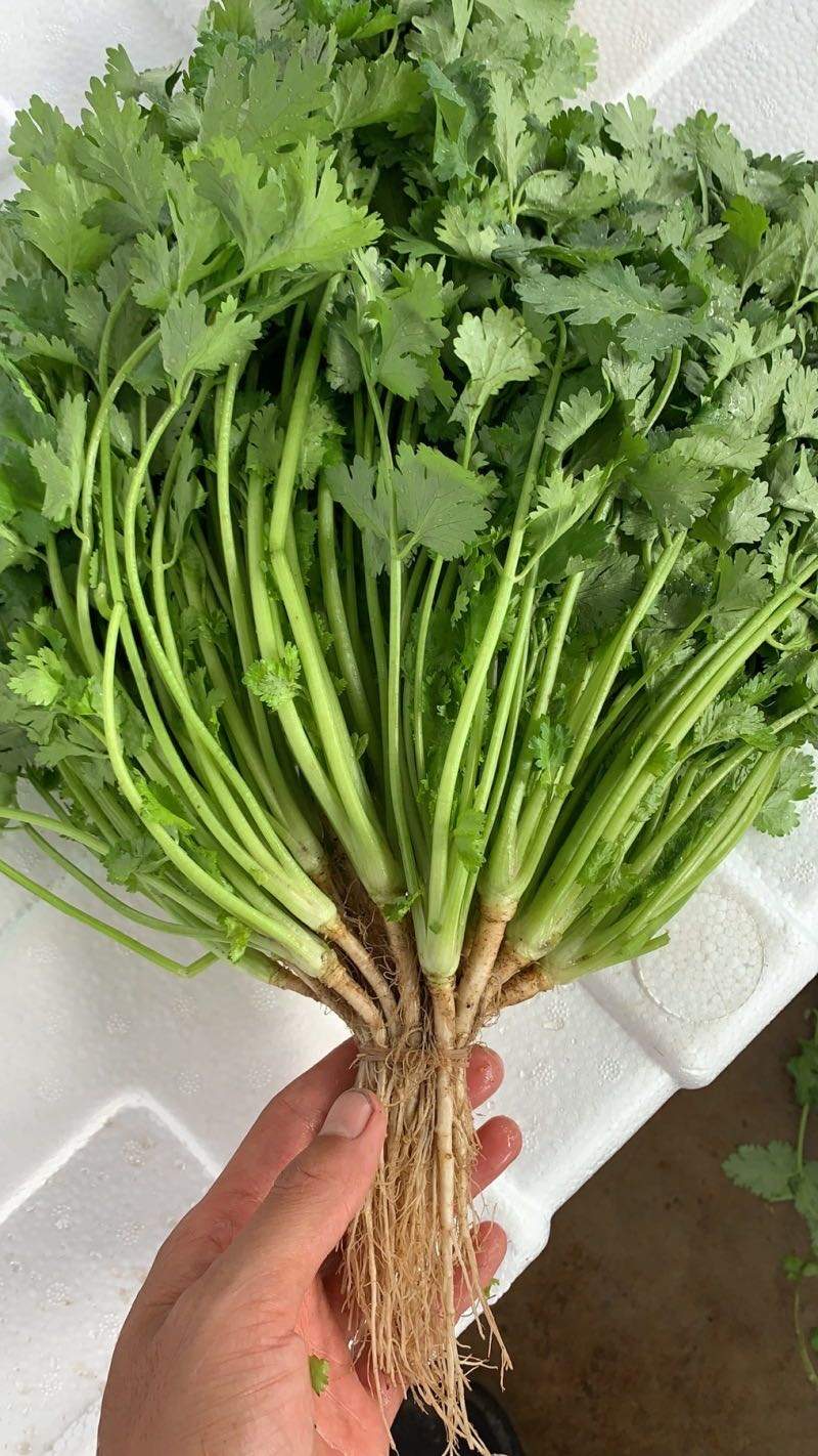 单启潮品牌货源香菜，需要香菜的，联系我，家里有冷库