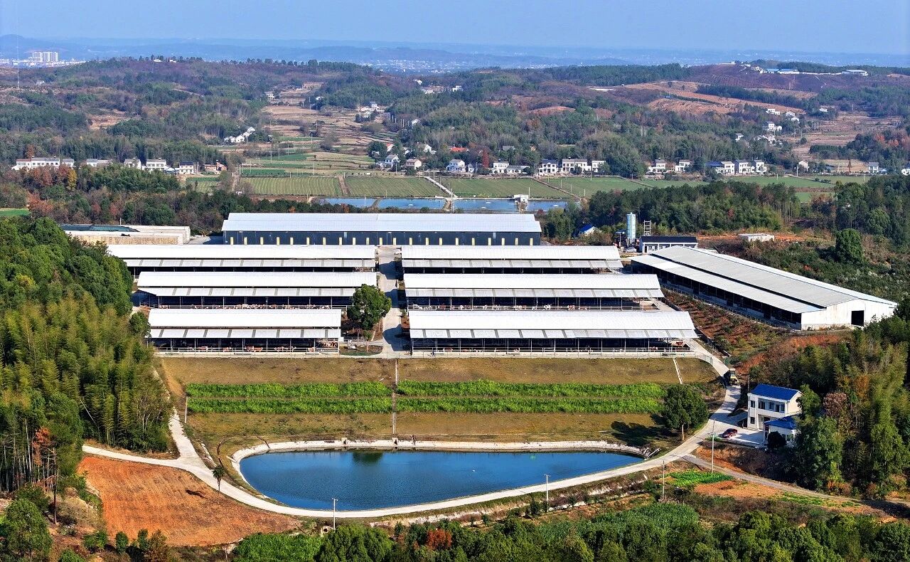 杨先生品牌货源安格斯黑牛生鲜直供，72小时排酸，量大从优，寻求渠道合作