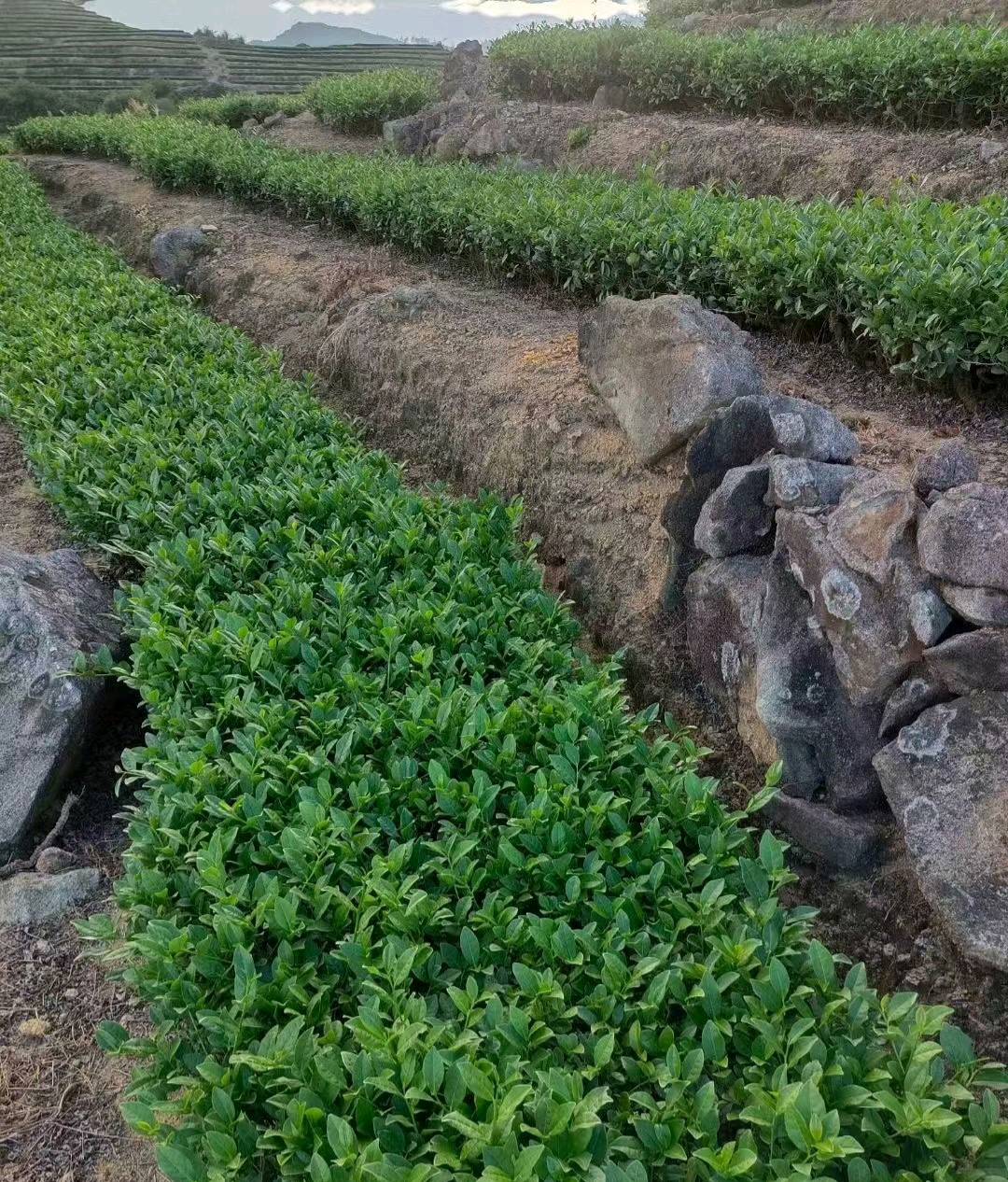 衷琦品牌货源自营茶叶批发，礼盒包装