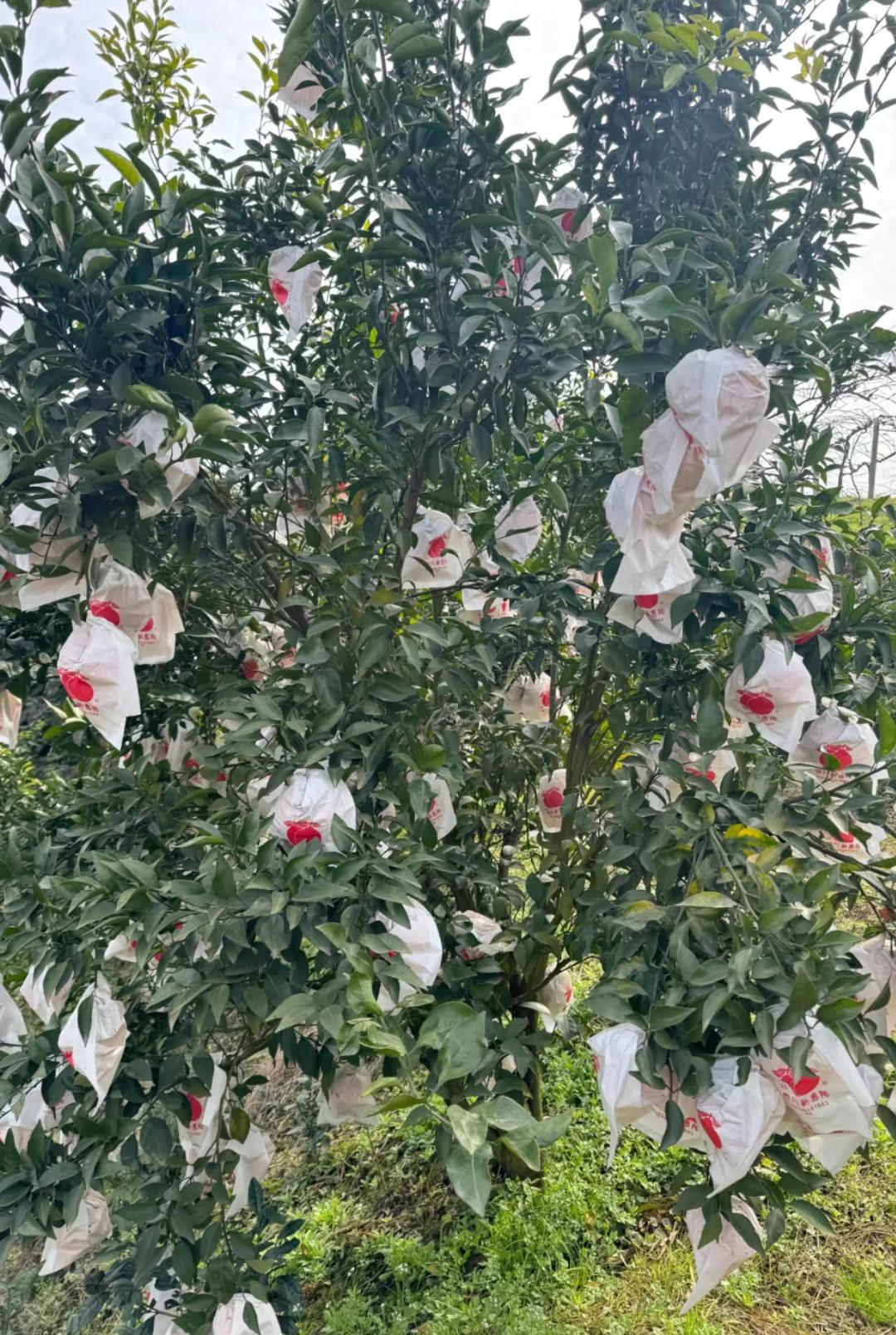 乔先生四川眉山爱媛，春见，耙耙柑产地一手水果货源