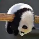 郑先生