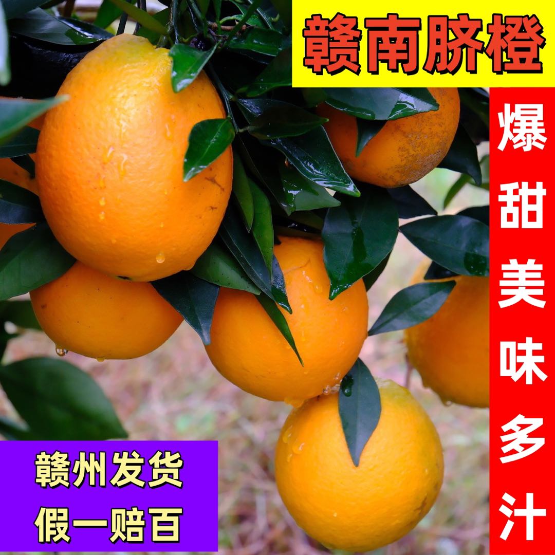 陈正正宗江西赣南脐橙50万斤20年百亩示范果园寻求销售合作