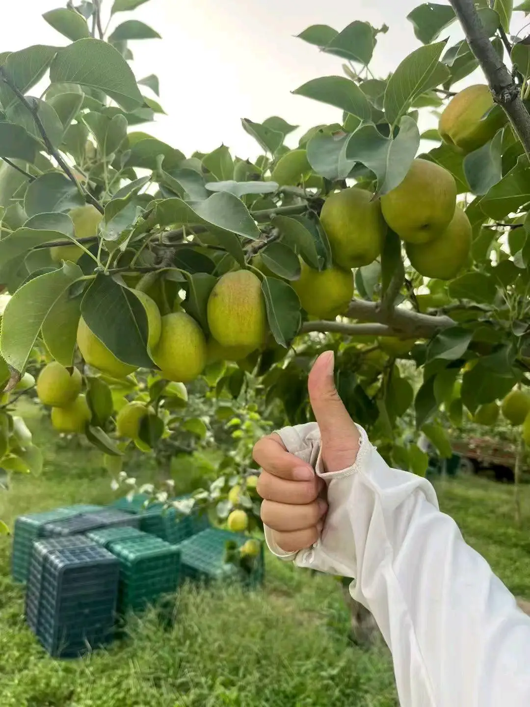 程先生提供新疆特产各类葡萄干,小白杏,鲜参,大枣等,寻找批发、零售及采购合作