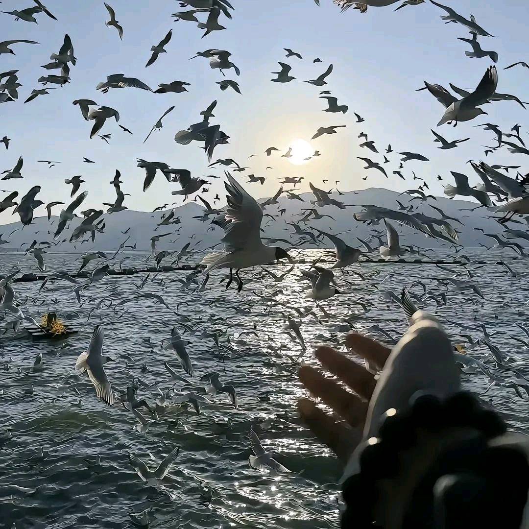 陈先生其他供需手机看广告创收项目