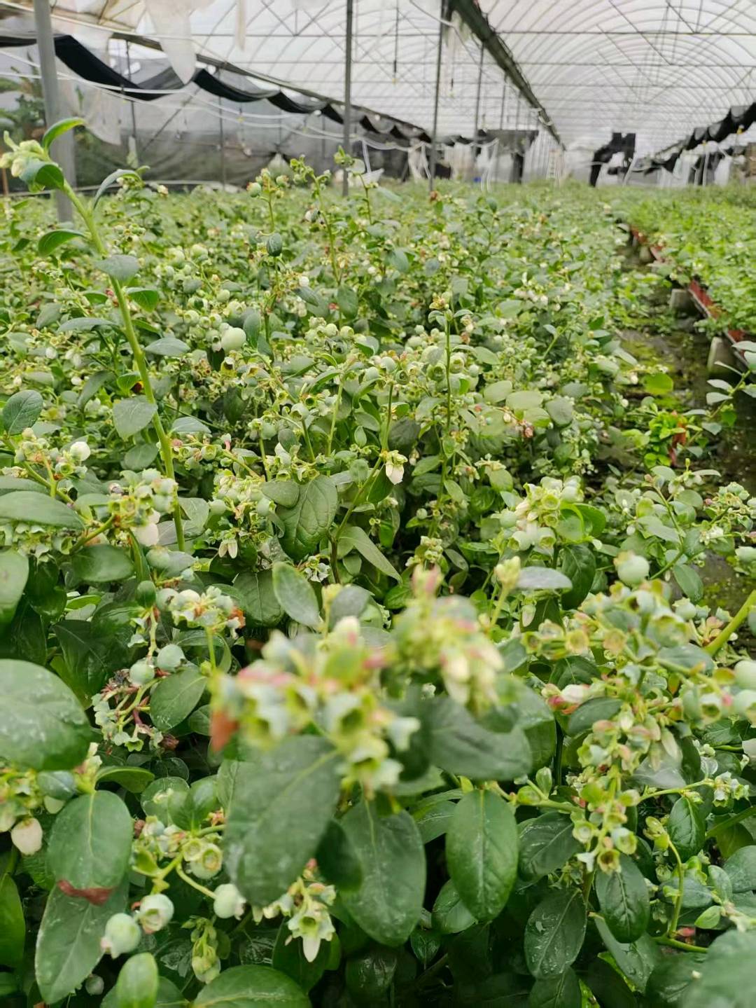 罗益环其他供需我提供蓝莓种植基地，带花带果苗木，量大可批发，支持电商合作。